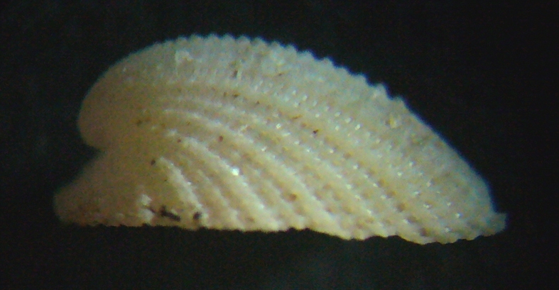 Emarginula adriatica